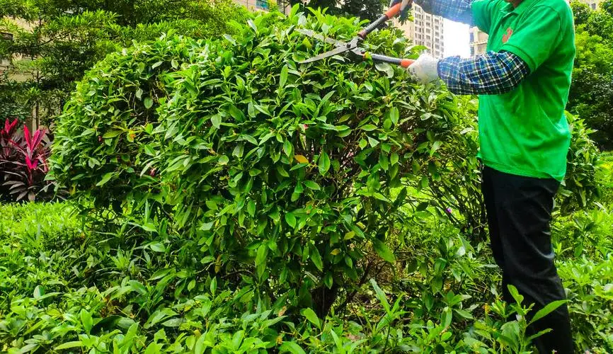 绿化养护方法：种植地被植物与乔木树种如何搭配？
