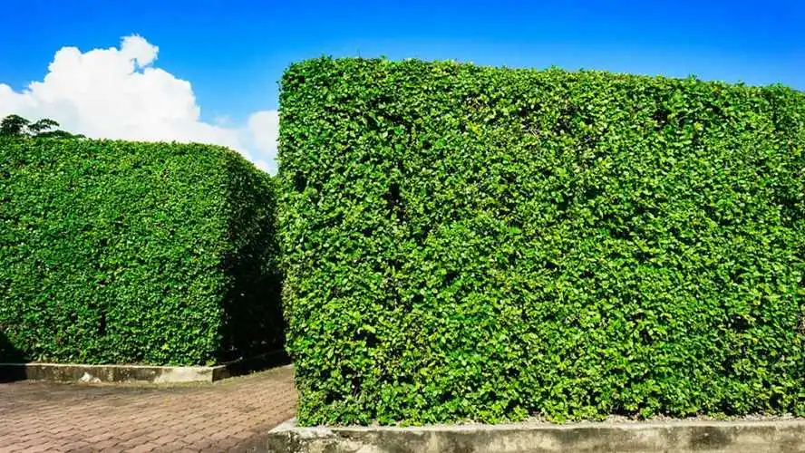 绿化养护方法：种植地被植物与乔木树种如何搭配？