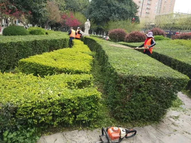 周口市路上绿化工程